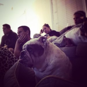 Pig watching scary movies with the gang