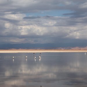 Laguna Chaxa