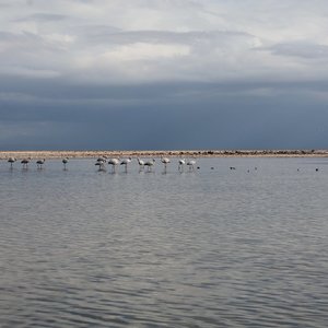 Laguna Chaxa