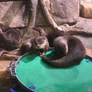 Asian Small-Clawed Otter