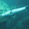 Beluga Whale