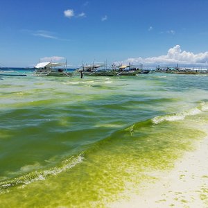 Green Algae