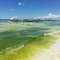 Green Algae