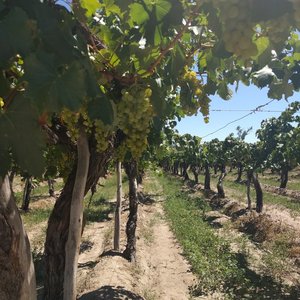 Bodega El Esteco