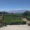 Bodega Domingo Molina