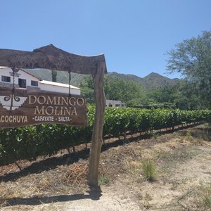 Bodega Domingo Molina