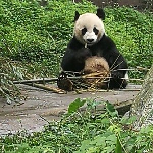 Dujiangyan Panda Base