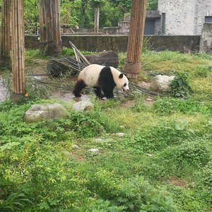 Dujiangyan Panda Base