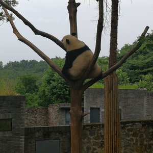 Dujiangyan Panda Base