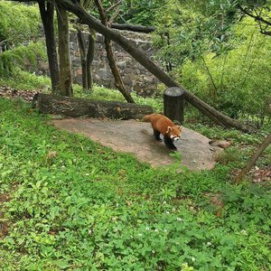 Dujiangyan Panda Base