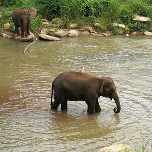 Elephant Jungle Sanctuary