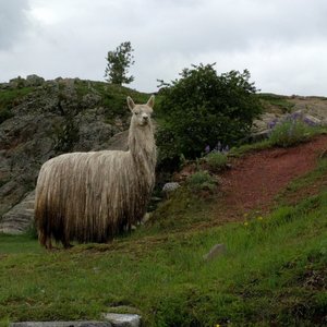 Alpaca in Saksaywaman