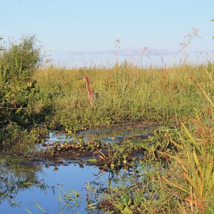 Ibera wetlands