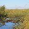 Ibera wetlands