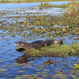 Ibera wetlands