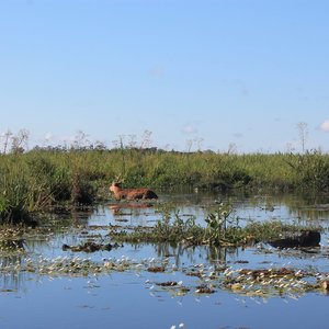 Ibera wetlands