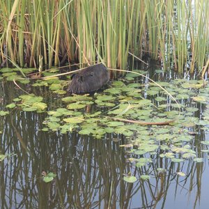 Ibera wetlands