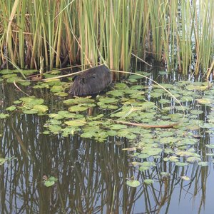 Ibera wetlands