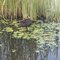 Ibera wetlands