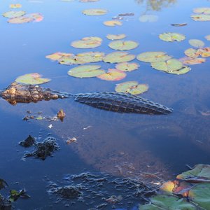 Ibera wetlands