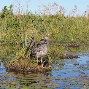 Ibera wetlands