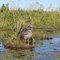 Ibera wetlands