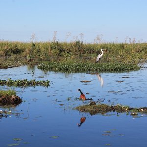 Ibera wetlands