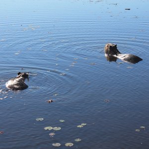 Ibera wetlands