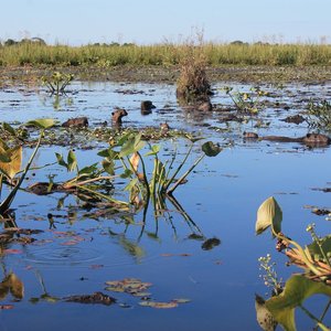 Ibera wetlands