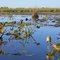 Ibera wetlands