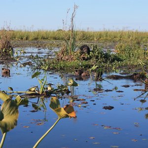 Ibera wetlands