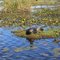 Ibera wetlands