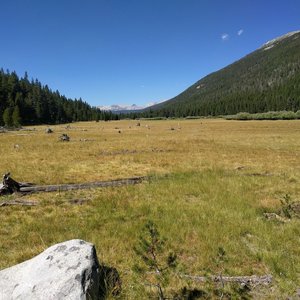 Lyell Canyon Meadow