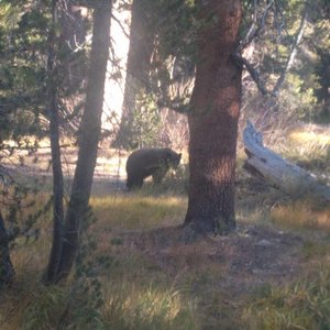 Bear in our campsite