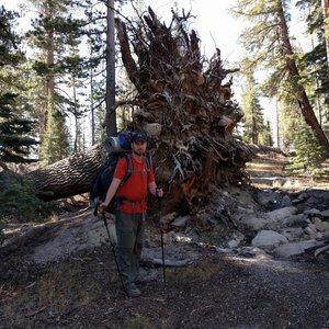 Fallen tree