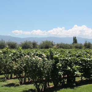 Alta Vista Wines