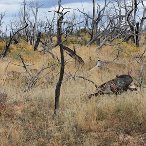 Wild Turkeys