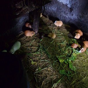 Guinea pigs in indigenous home