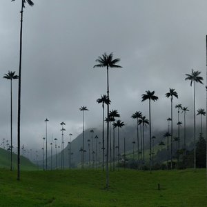 Valle Del Cocora