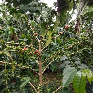 Coffee tree