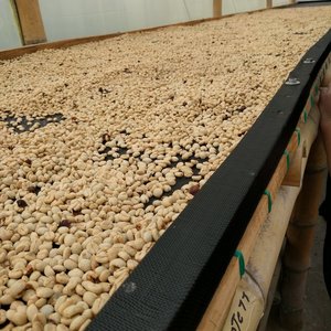 Coffee beans drying