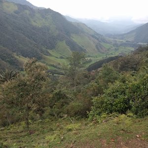 Valle Del Cocora