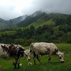 Valle Del Cocora