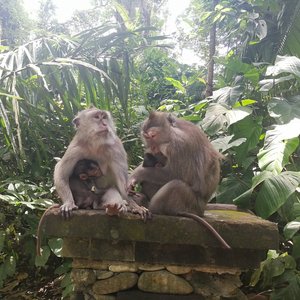 Monkey Forest