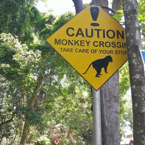 Monkey Forest