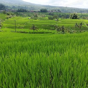 Jatiluwih Rice Terraces