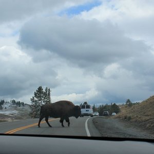 Bison crossing the road