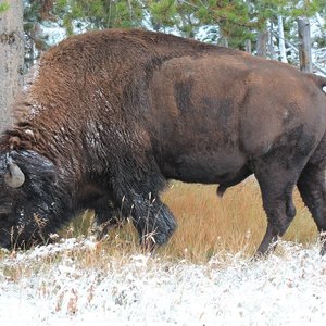 Bison