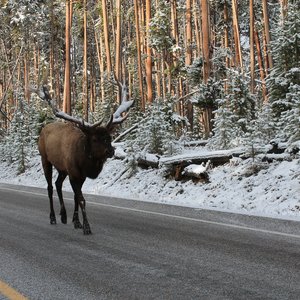 Elk on the road