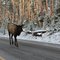 Elk on the road